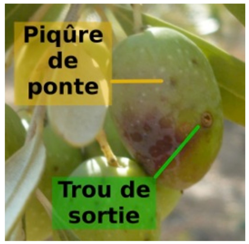 Comprendre la mouche de l'olive et l'impact sur vos récoltes.
